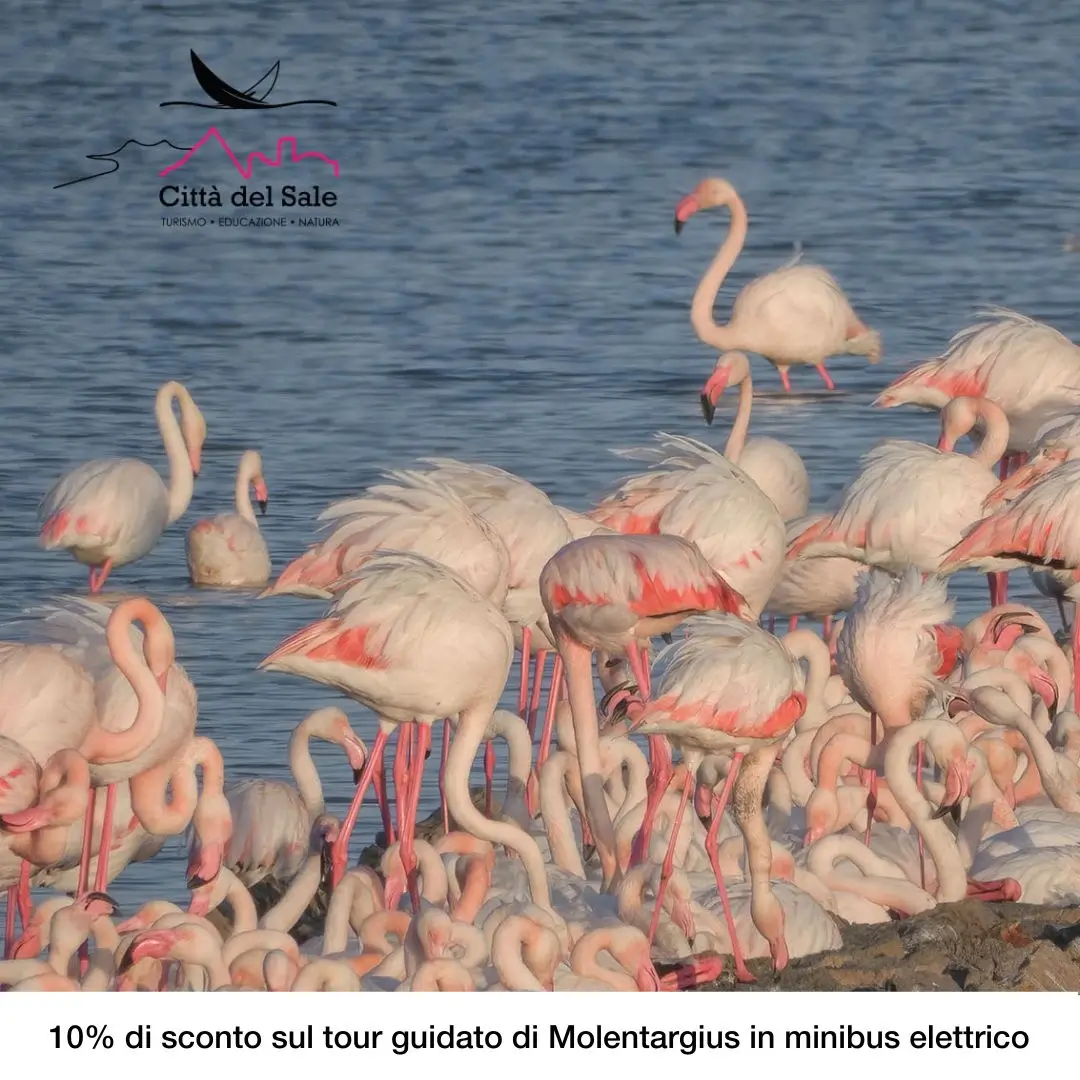 Città del Sale - Parco di Molentargius 10% discount on minibus guided tour "Ecosafari Tour"