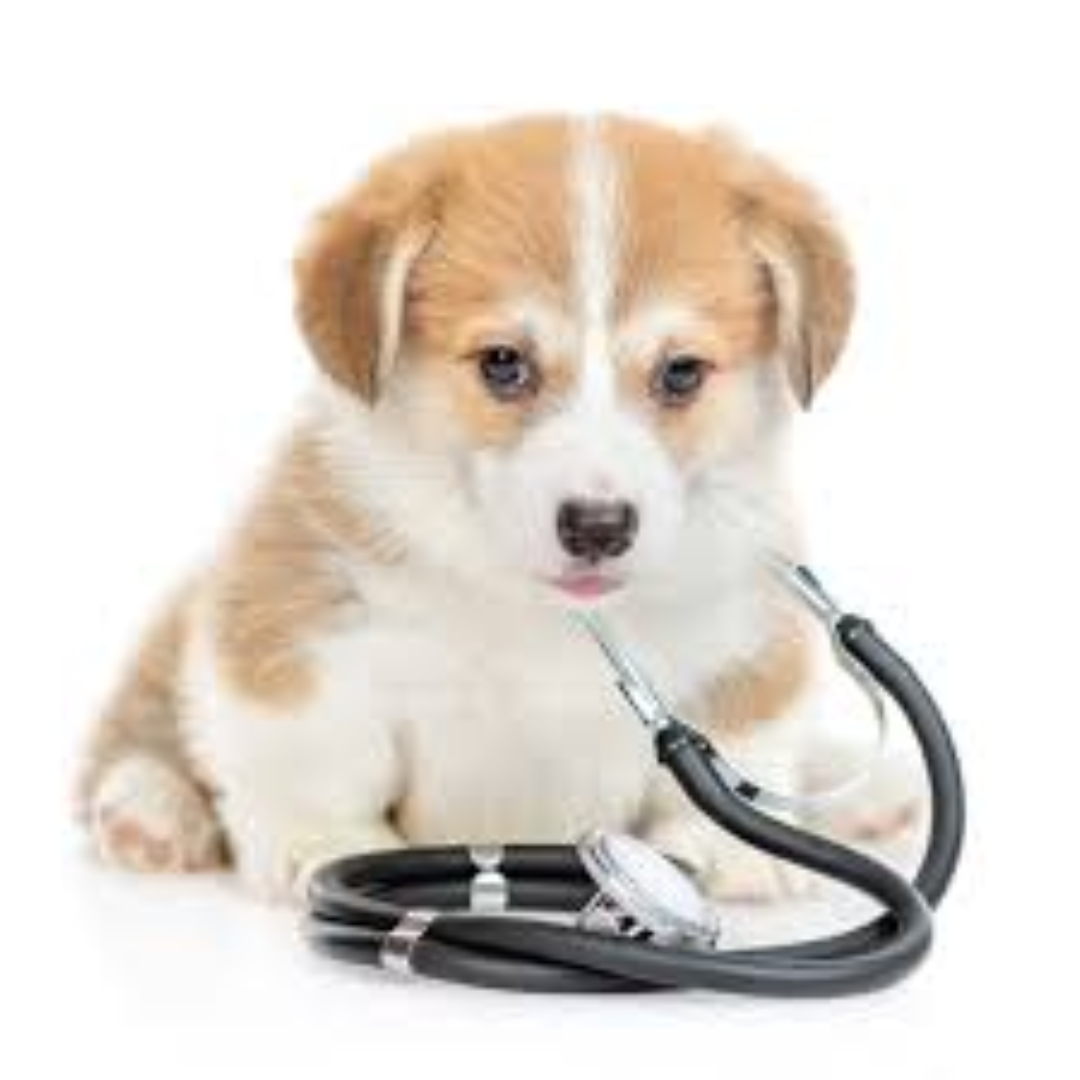 Centro Clínico Veterinario San Miguel Centro Clínico Veterinario San Miguel