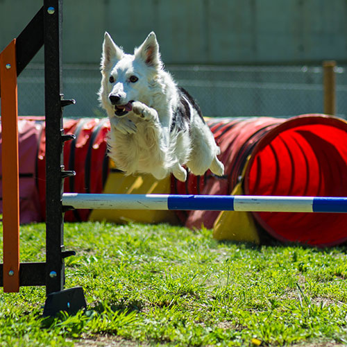 Kissos Andorra 10% off on dog education classes