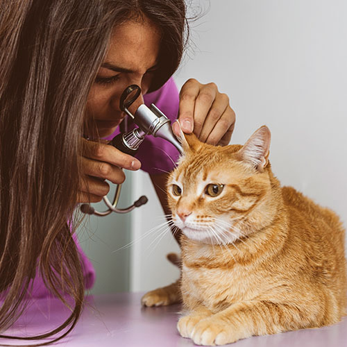 Vets Fontblanca 10% at the veterinarian